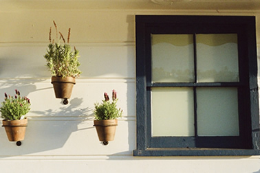 Photo of siding on a house and surrounding plants.